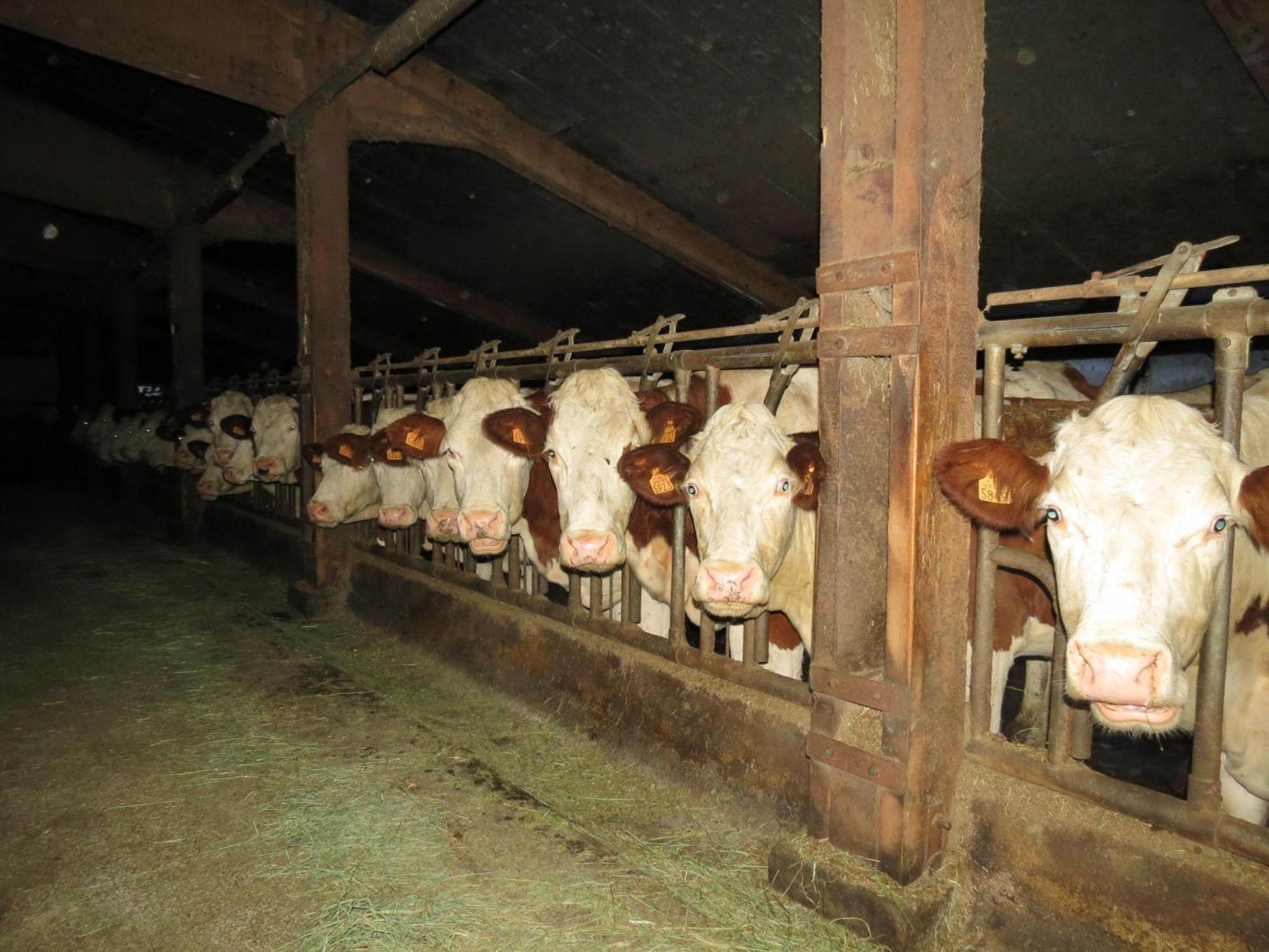 Le Chalet Du Roc La Panouse  Pokój zdjęcie